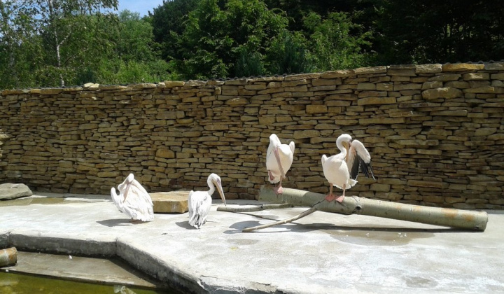 ZOO