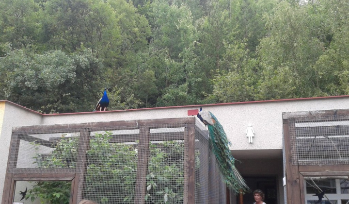 ZOO