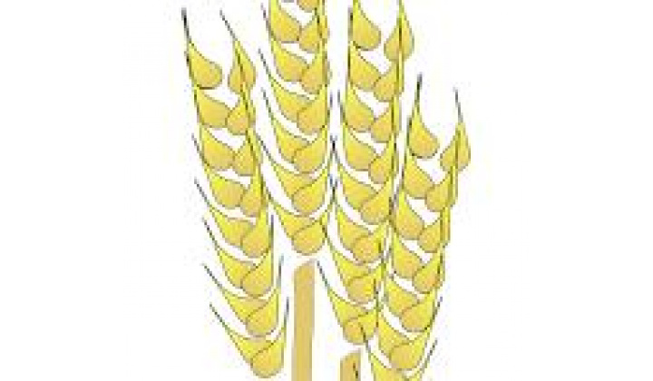 Výdaj naturálií- AGRO PLUS spol., s.r.o. Budimír od 2.9. do 11.9.2025