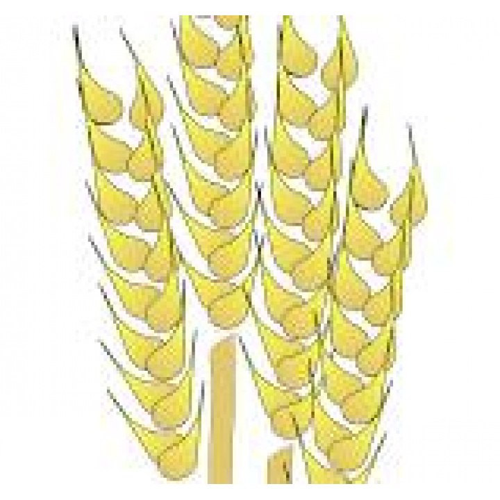 Výdaj naturálií- AGRO PLUS spol., s.r.o. Budimír od 2.9. do 11.9.2025